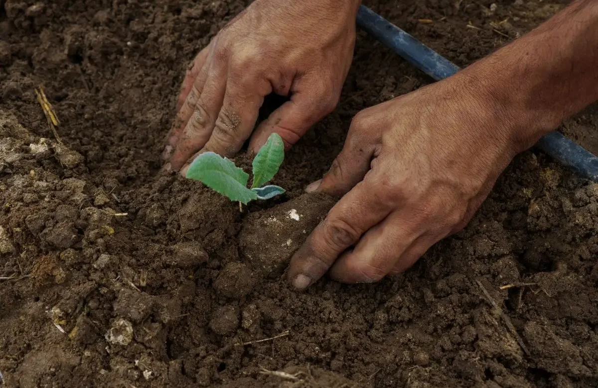 Regenerative Tourism: Beyond Sustainability to Active Restoration